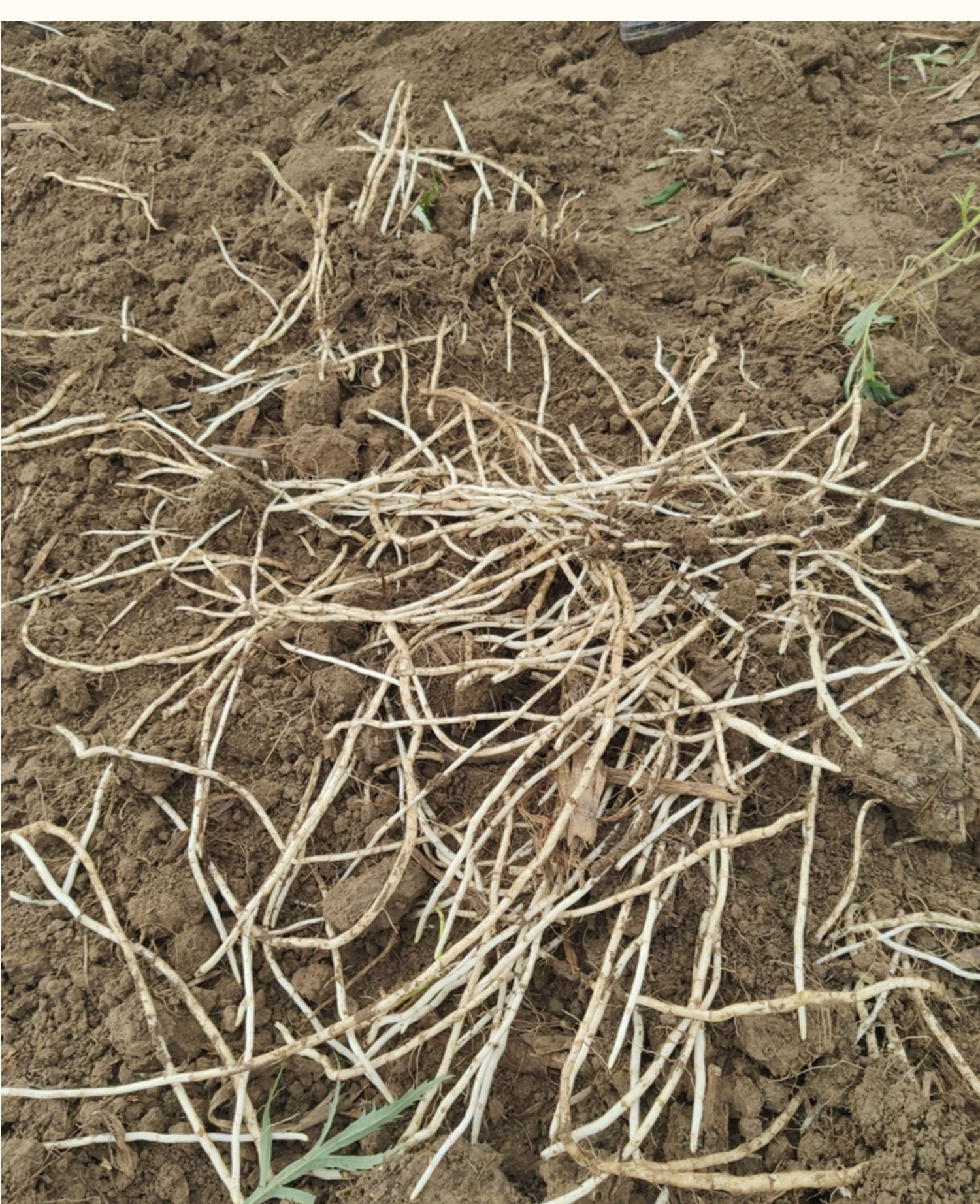 农村这种野草,煮水作用很厉害,一斤还卖到6元钱,有人专门种植|芦蒿