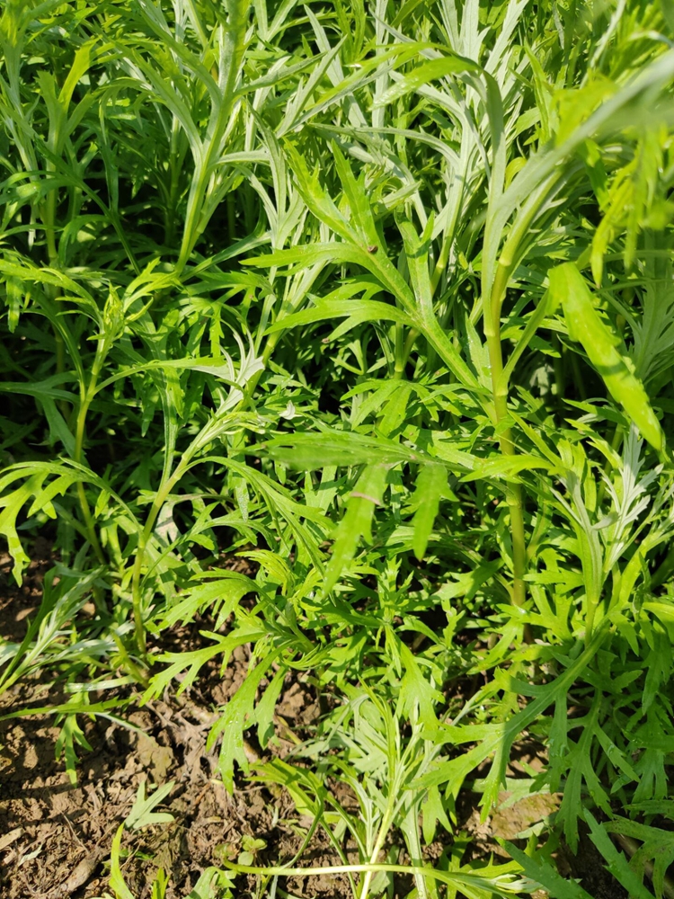 农村这种野草煮水作用很厉害一斤还卖到6元钱有人专门种植