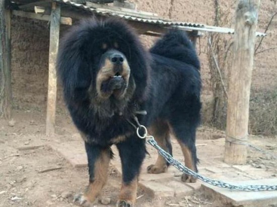 因嫌弃藏獒太瘦弱主人狠心抛弃被我收养后原主人哭着求要回去