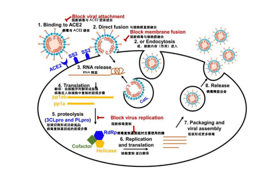 新冠疫苗和新冠特效药为何对奥密克戎的效果大不相同