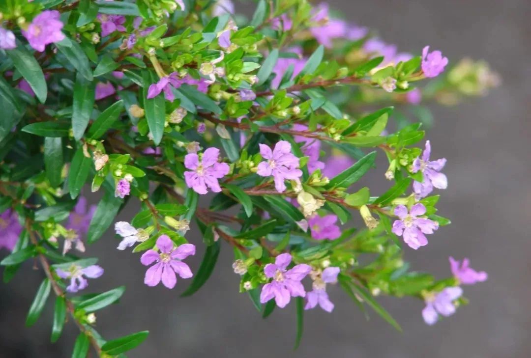 紫萼距花是一种经常被叫做"满天星"的观赏花卉,是非常耐热耐晒的一种