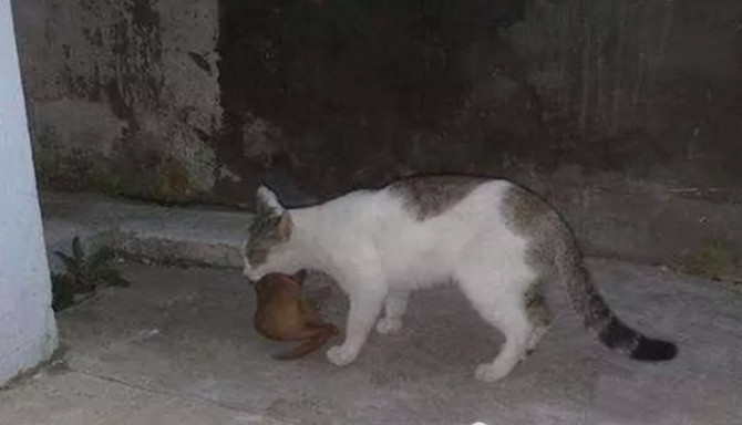 猫咪突然不捉老鼠了,蹲守数天捉来这东西,给主人吓坏了!休闲区蓝鸢梦想 - Www.slyday.coM 猫咪突然不捉老鼠了,蹲守数天捉来这东西,给主人吓坏了!休闲区蓝鸢梦想 - Www.slyday.coM