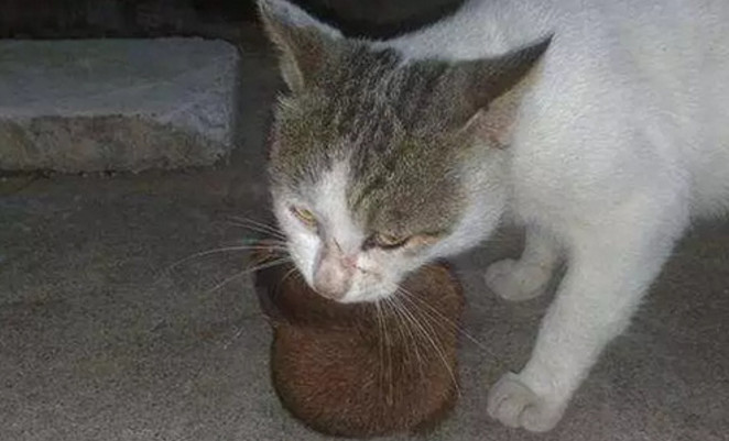 猫咪突然不捉老鼠了,蹲守数天捉来这东西,给主人吓坏了!休闲区蓝鸢梦想 - Www.slyday.coM 猫咪突然不捉老鼠了,蹲守数天捉来这东西,给主人吓坏了!休闲区蓝鸢梦想 - Www.slyday.coM