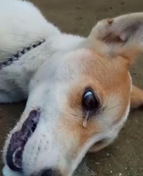 狗狗因赶走小偷被下毒报复躺地上不停流泪抽噎最终含恨而去