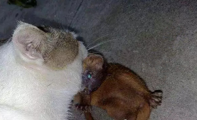 猫咪突然不捉老鼠了,蹲守数天捉来这东西,给主人吓坏了!休闲区蓝鸢梦想 - Www.slyday.coM 猫咪突然不捉老鼠了,蹲守数天捉来这东西,给主人吓坏了!休闲区蓝鸢梦想 - Www.slyday.coM