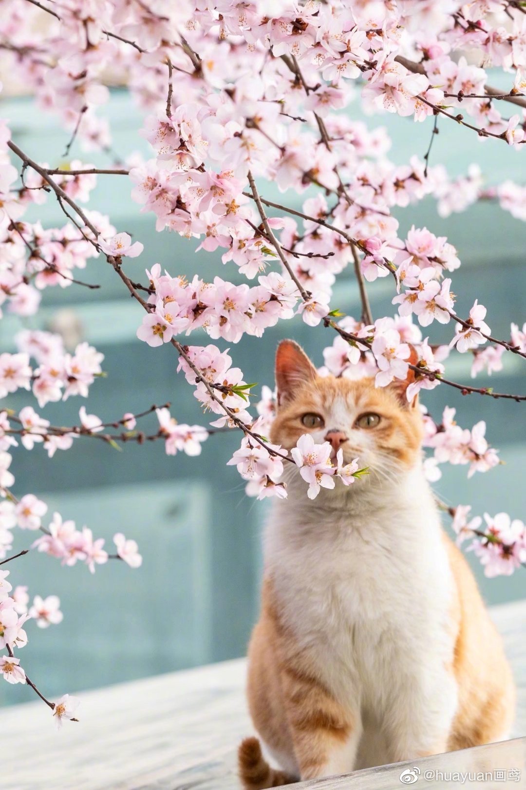 可爱的春天春天里的喵星人
