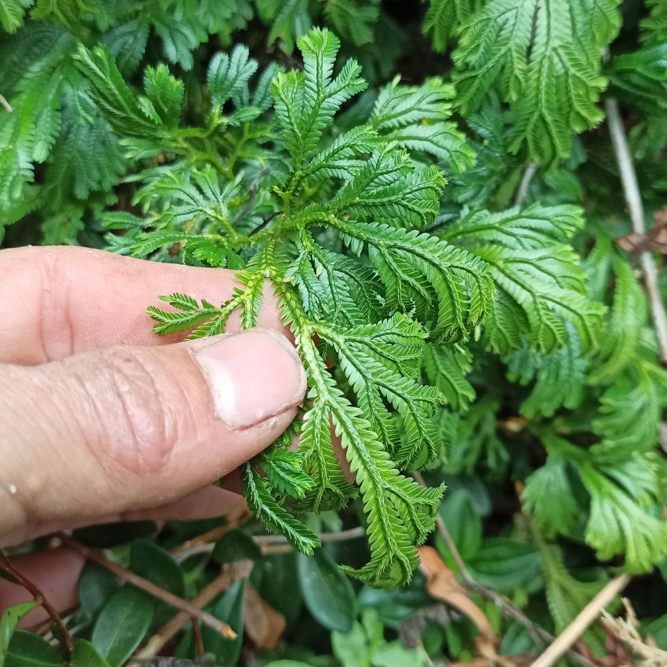 这种植物长得很特别,叶子近看像龙鳞,是室内盆栽种植的佳品__财经头条