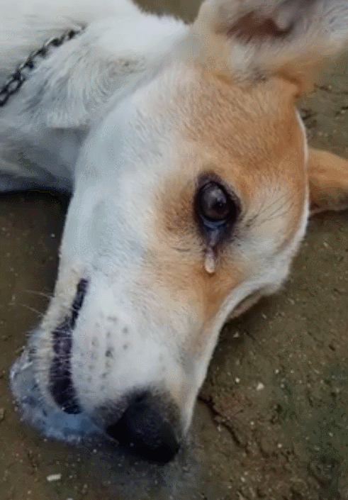 狗狗因赶走小偷被下毒报复躺地上不停流泪抽噎最终含恨而去