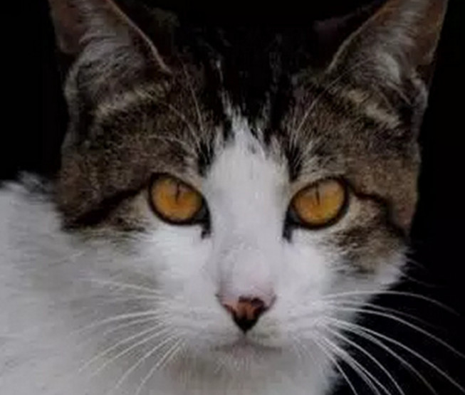 猫咪突然不捉老鼠了,蹲守数天捉来这东西,给主人吓坏了!休闲区蓝鸢梦想 - Www.slyday.coM 猫咪突然不捉老鼠了,蹲守数天捉来这东西,给主人吓坏了!休闲区蓝鸢梦想 - Www.slyday.coM