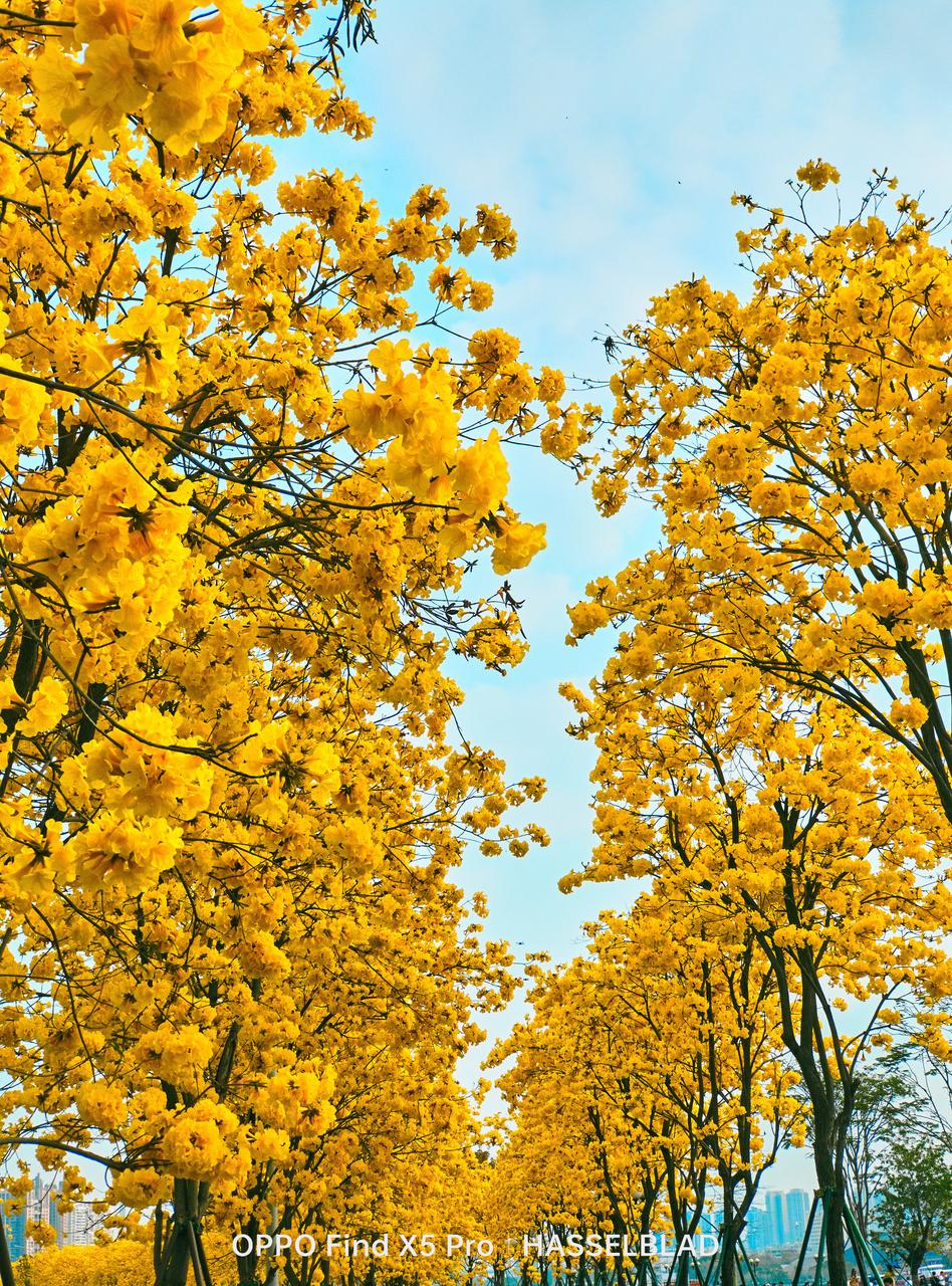南方别样的金色春天广州黄风铃花盛开快带上手机打卡这一美景
