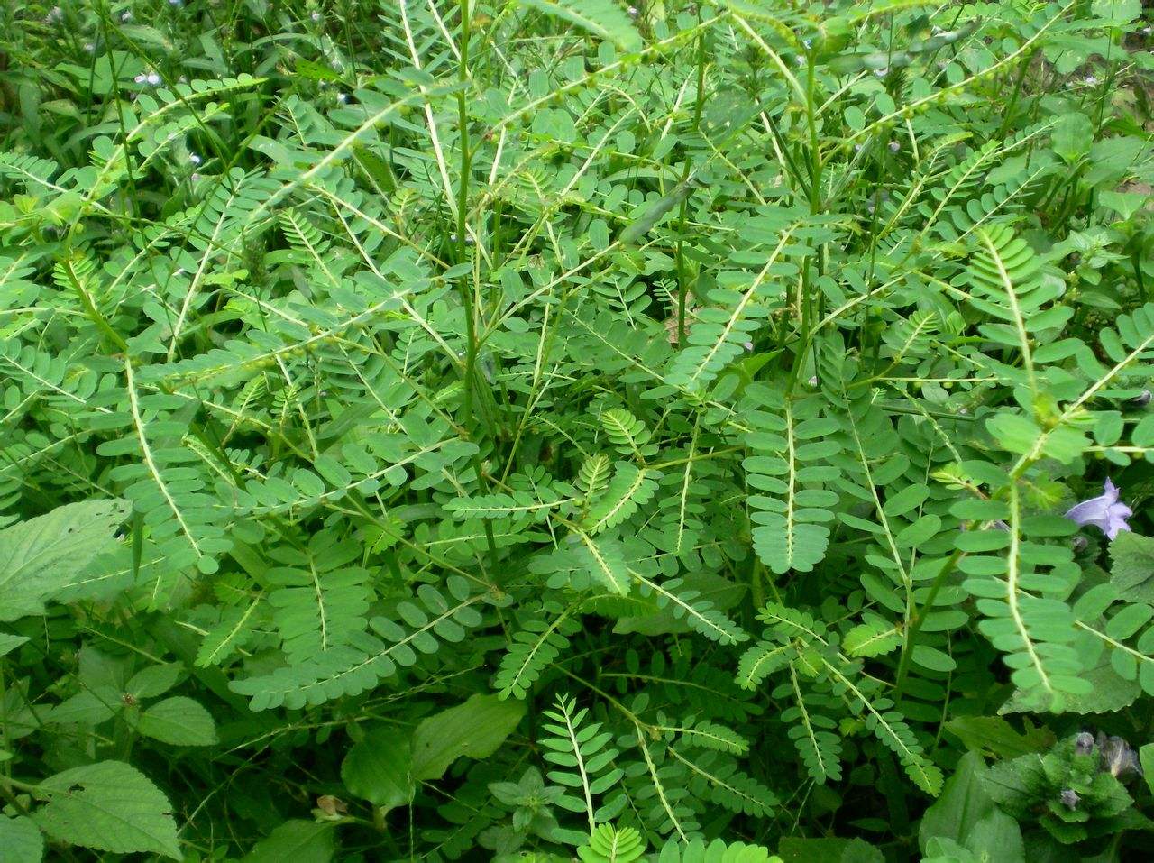 农村路边的这种植物叶子下面结了很多珠珠可以拔一点回家备用