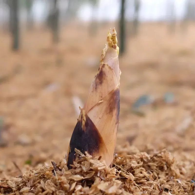 ◑ 最养人的春天蔬菜必须得有它！这季节多吃，清爽养胃还低脂，轻松甩走肚子上的小肉肉！！休闲区蓝鸢梦想 - Www.slyday.coM