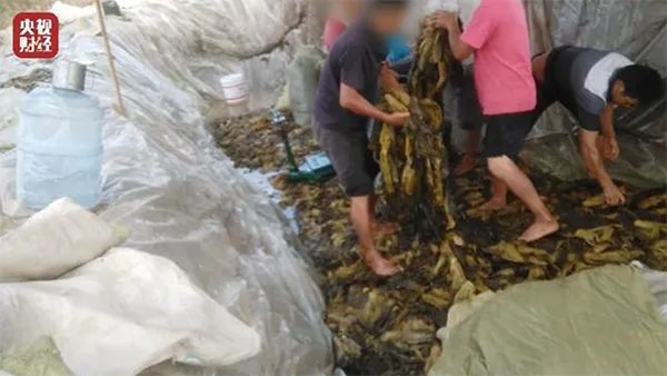 热搜爆了！网友吐了！老坛酸菜包竟是土坑腌制！涉事企业客户慌了！休闲区蓝鸢梦想 - Www.slyday.coM