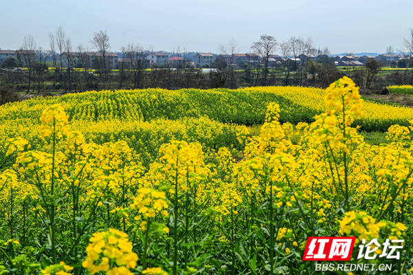 又被金黄色刷屏啦陬市的油菜花是从油画中走出来的吗