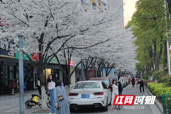 文化永州丨刘鹏清平乐梅湾路赏樱偶得