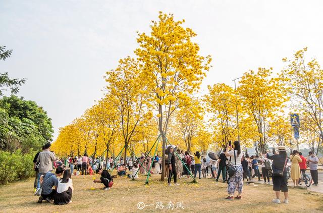 不久前曾經到洲頭咀公園採風,當時黃花鈴還沒有開花,整個公園和環島路