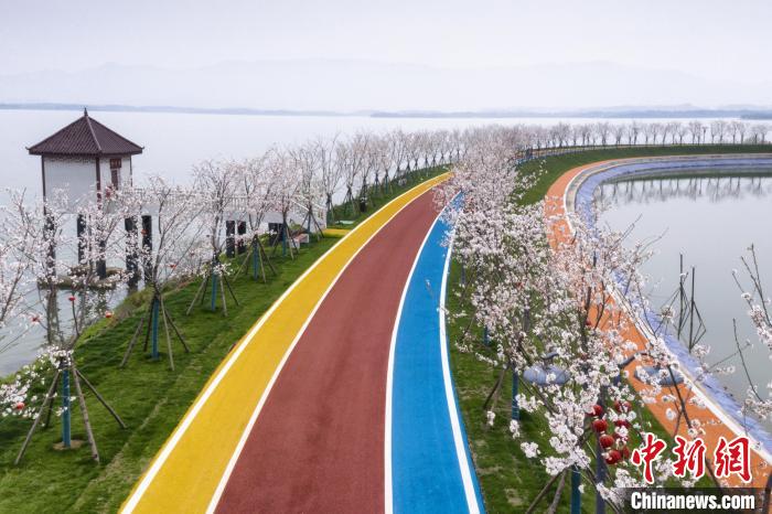 航拍江西九江"樱花大道" 风景如画|赛城湖|樱花大道|九江_新浪新闻