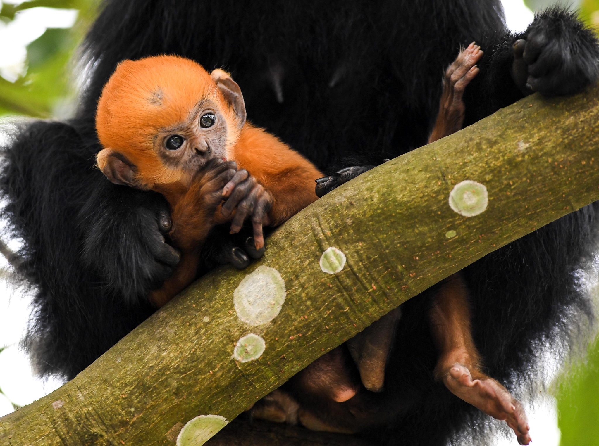 黑叶猴喜添金宝宝