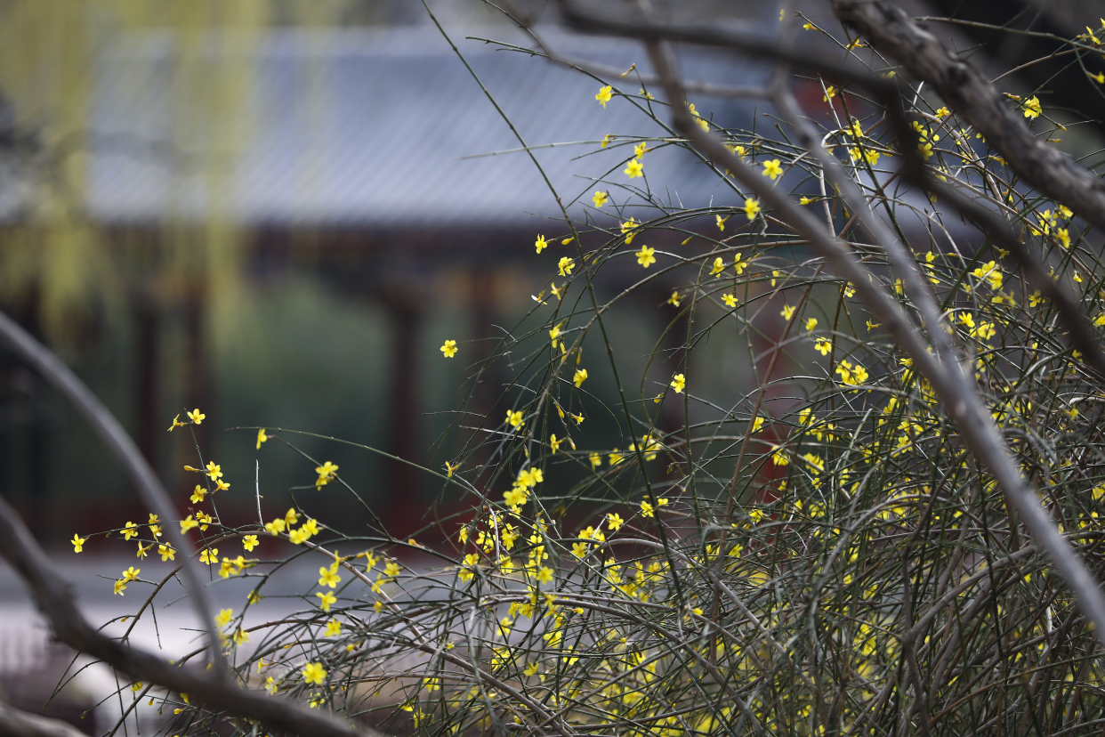 来地坛公园感受春天72