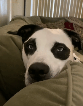 狗子因自带黑眼圈走红看了它一家三口的长相后爆笑如雷了