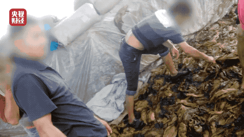 老坛酸菜用脚踩？全网下架！企业相关人员被控制！休闲区蓝鸢梦想 - Www.slyday.coM