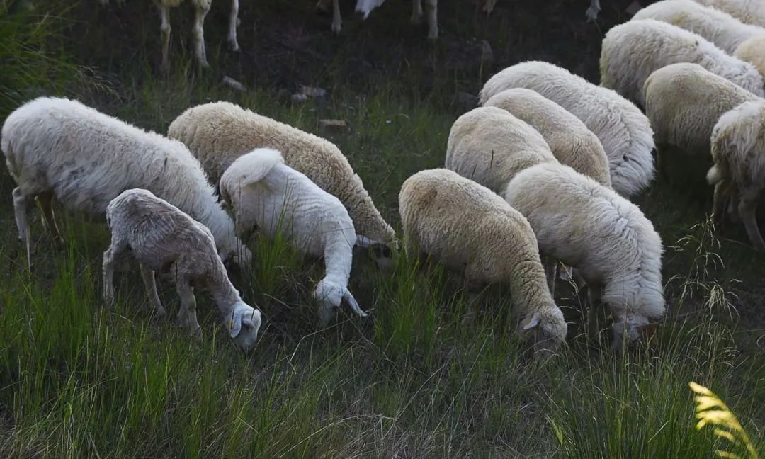 品牌传播东乡贡羊享誉天下的临夏味道