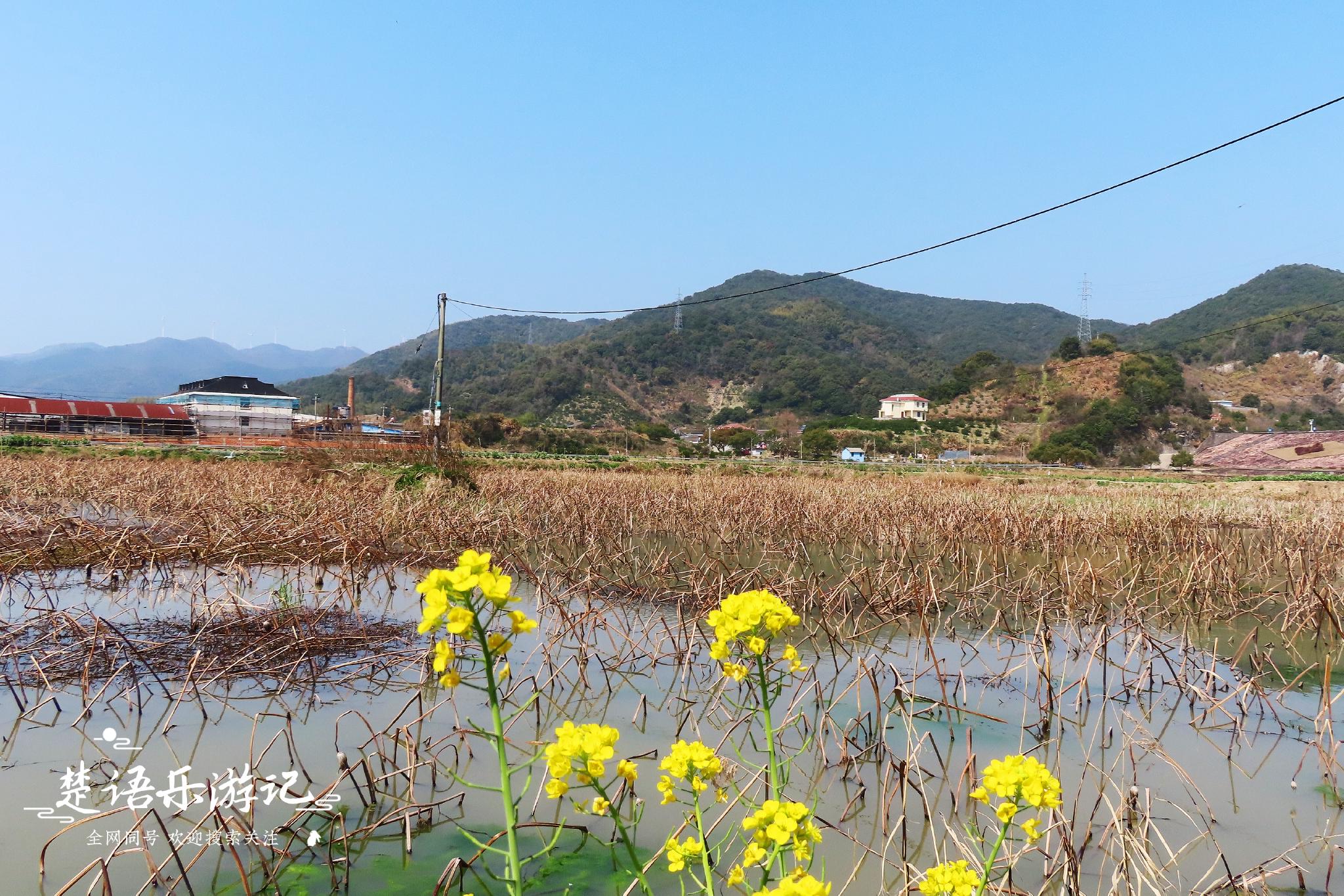 寧波松岙這個古村湖碧山青菜花黃,野生杜鵑花開紅豔豔,風光宜人|奉化