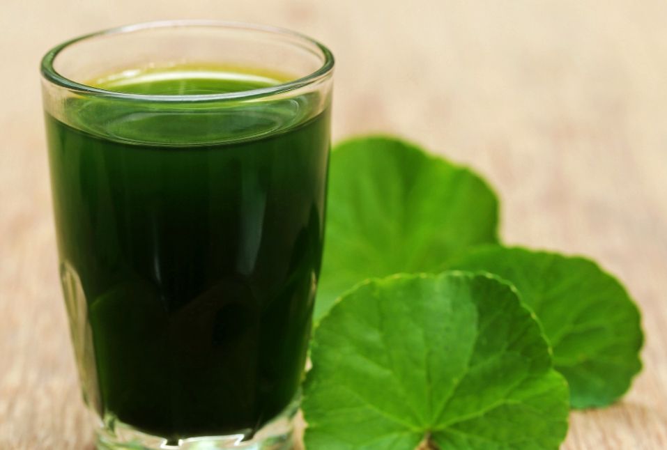 崩大碗中药名称叫积雪草,别名又叫雷公根,乞兜钵,崩口碗,灯盏菜,为