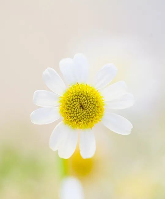 楚国为何能够由弱变强？这也是关于人生的秘密休闲区蓝鸢梦想 - Www.slyday.coM