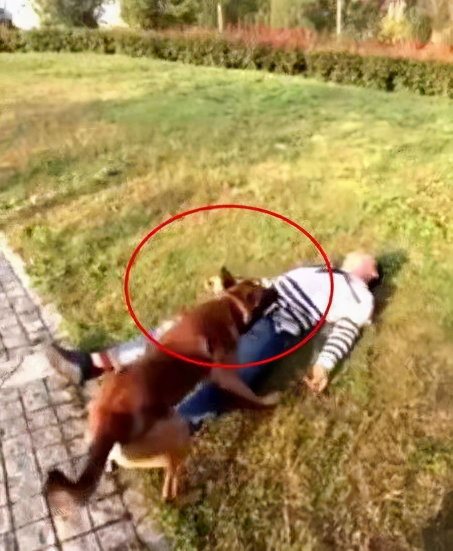 男子路边一动不动，接下来狗狗的行为，将他从生死门拉了回来休闲区蓝鸢梦想 - Www.slyday.coM