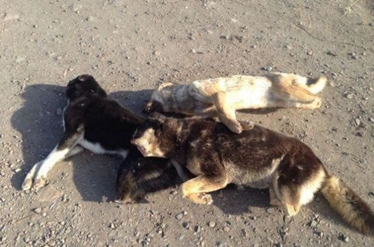 男子路上发现三只狗狗尸体靠近一看吓坏了画面惨不忍睹