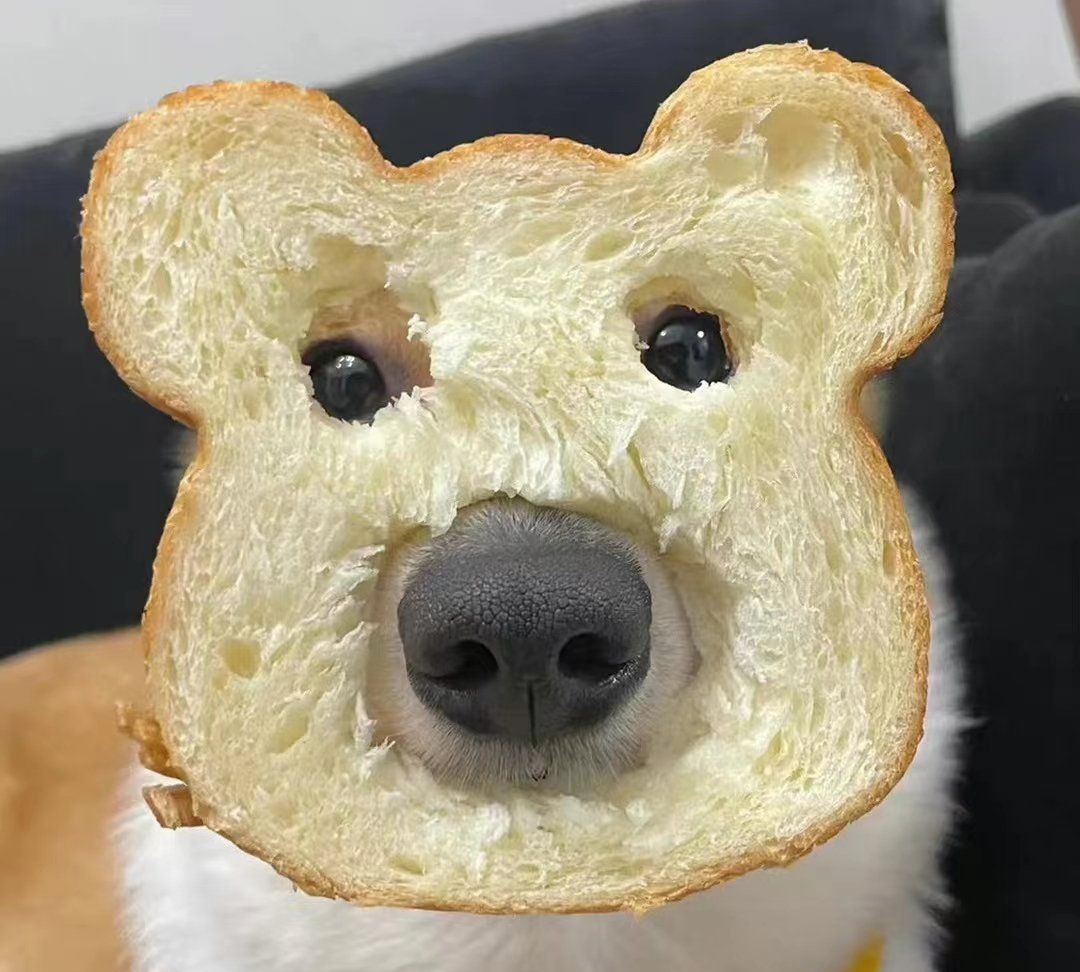 变成面包狗还爱我吗无厘头新梗席卷长辈聊天框回答让人泪目