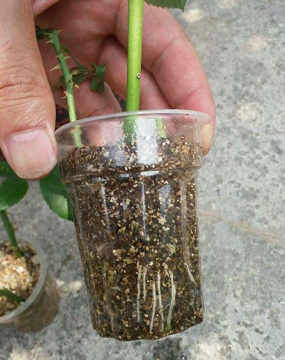 好用的万能扦插土10多天就生根简单