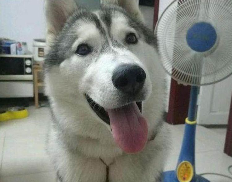 哈士奇难忍天气闷热口吐舌头吹起电风扇脸上写满了舒坦