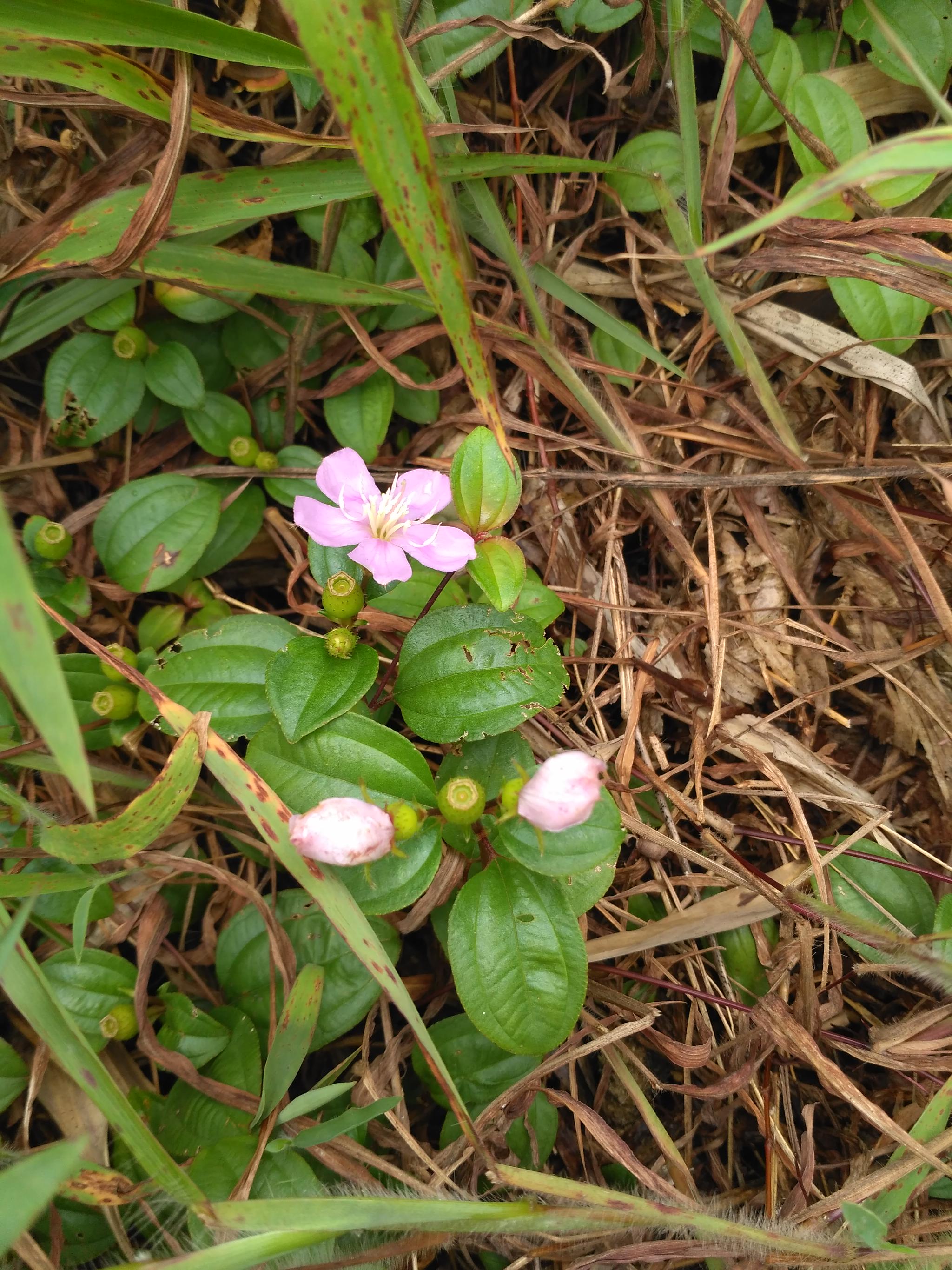 一种叶子像老虎耳朵的奇特植物人称锦香草山霸王能清热利湿
