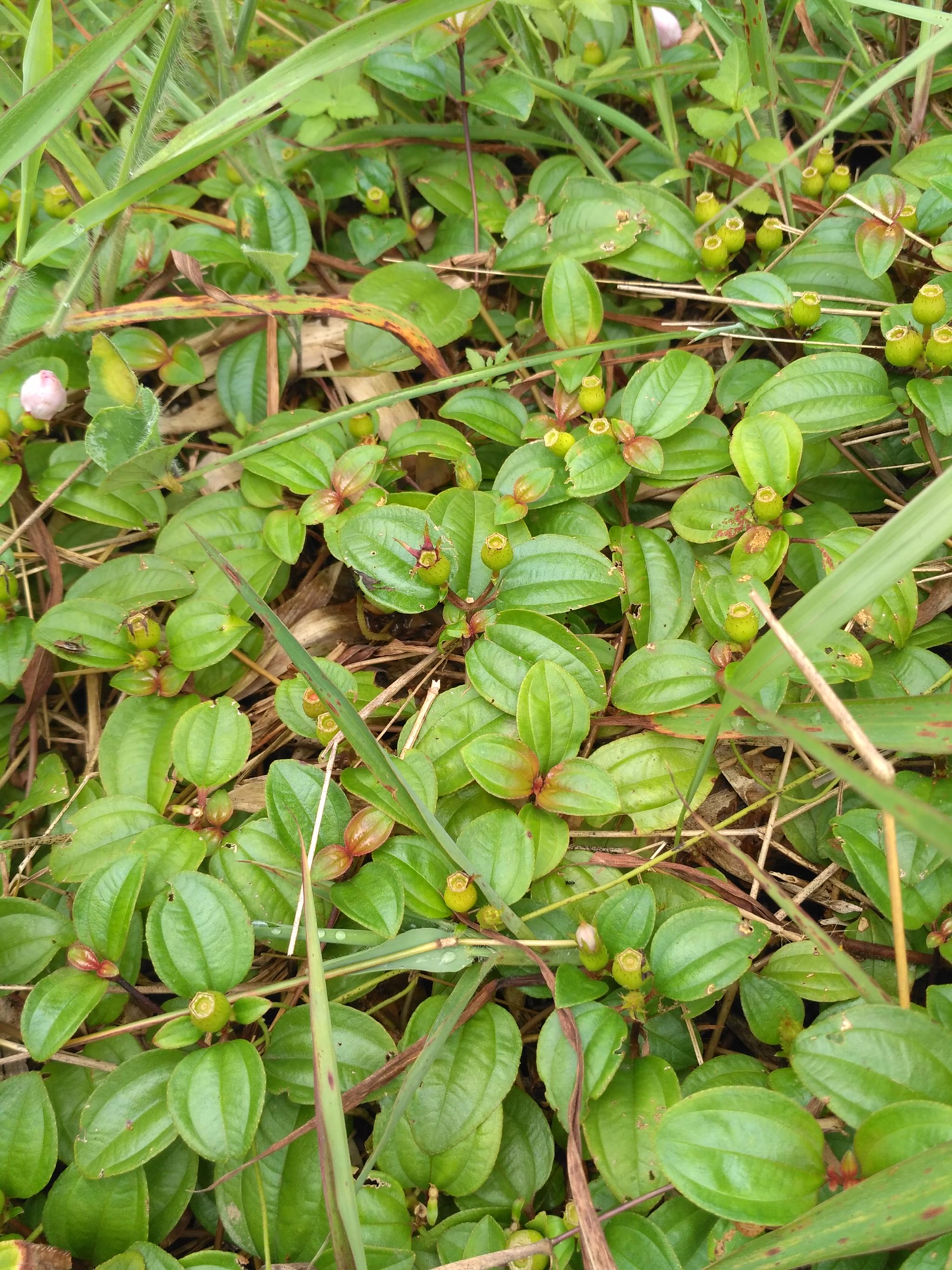 锦香草它的别名还叫白毛虎舌毡,老虎耳,石用,大老
