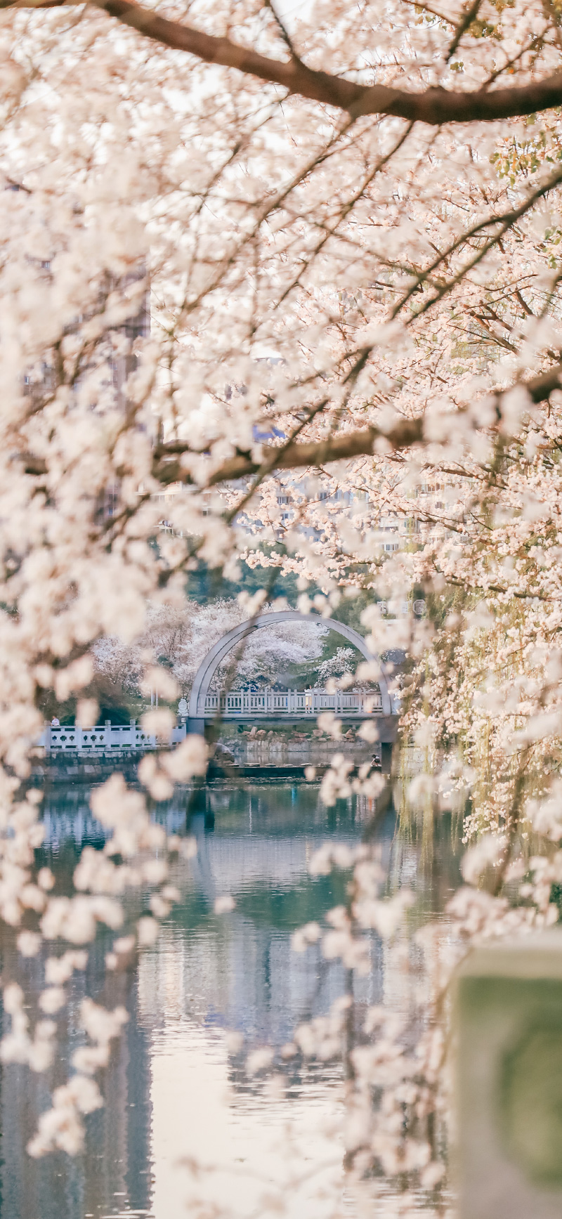 双语 每日壁纸丨一春无事 只为花忙 壁纸 曾祺 经典英文 新浪新闻