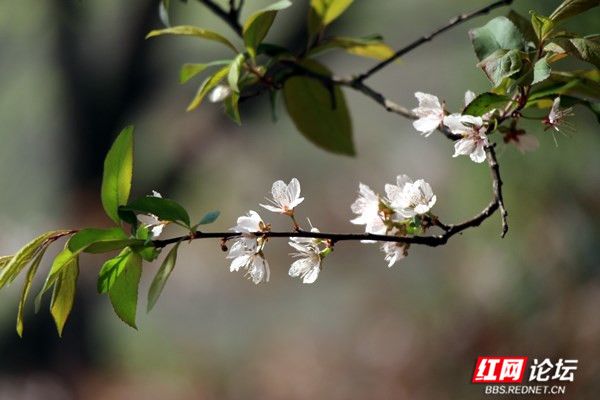 枝上李花与檐角相映成趣，东方美学的典雅意境你get到了吗？休闲区蓝鸢梦想 - Www.slyday.coM