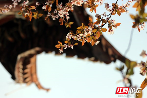 枝上李花与檐角相映成趣，东方美学的典雅意境你get到了吗？休闲区蓝鸢梦想 - Www.slyday.coM