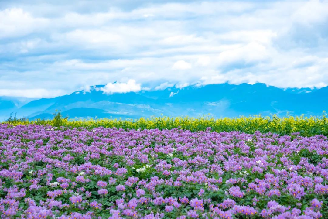 蜿蜒的柏油路