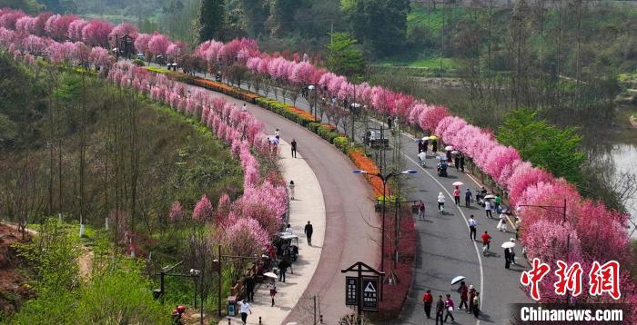 空中俯瞰妆点一新的嘉州绿心公园春色. 刘忠俊 摄