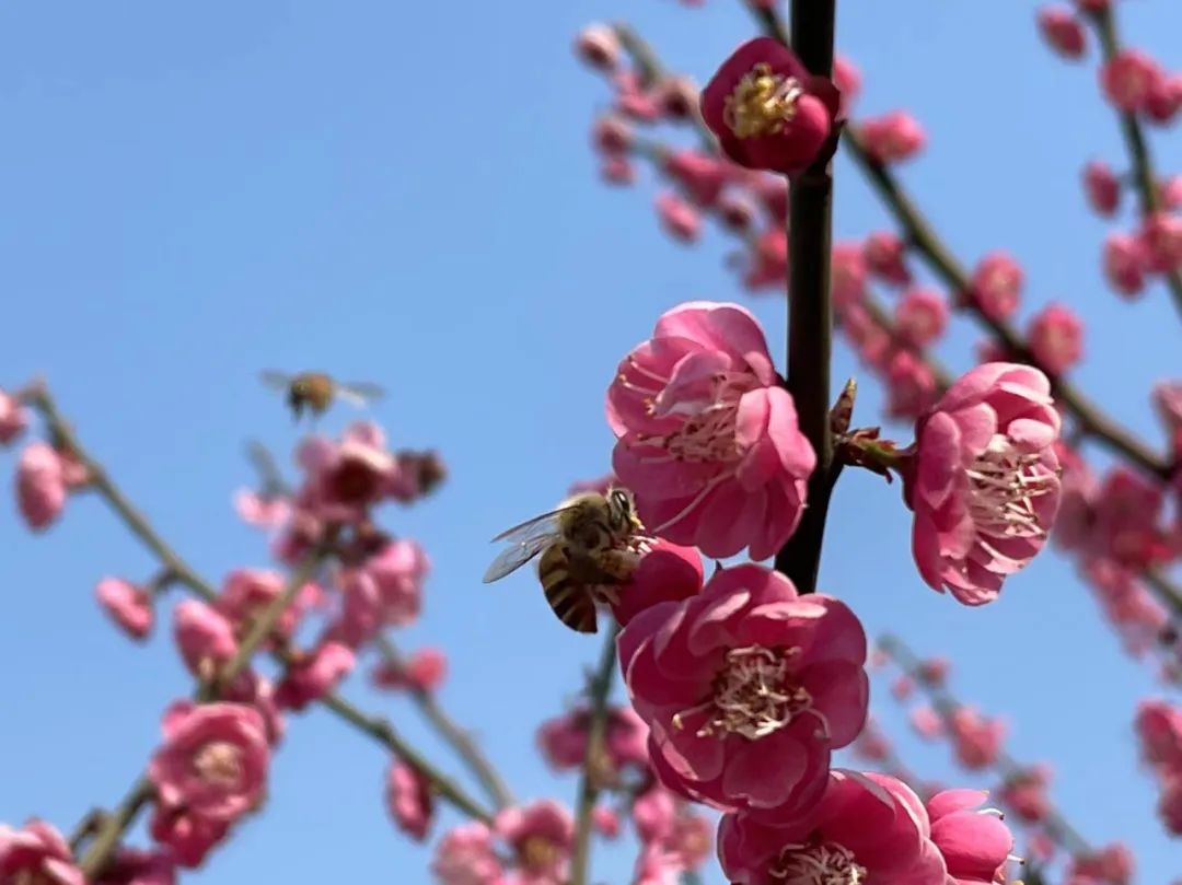 送你一首春天的诗！扬子晚报“与诗相约在春天”主题线上诗歌朗诵作品征集活动开始啦休闲区蓝鸢梦想 - Www.slyday.coM