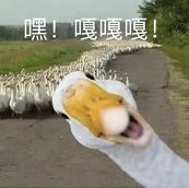 又惨又好笑！男子在南师大湖中游泳被黑天鹅制裁，惹谁也别惹鹅啊！休闲区蓝鸢梦想 - Www.slyday.coM