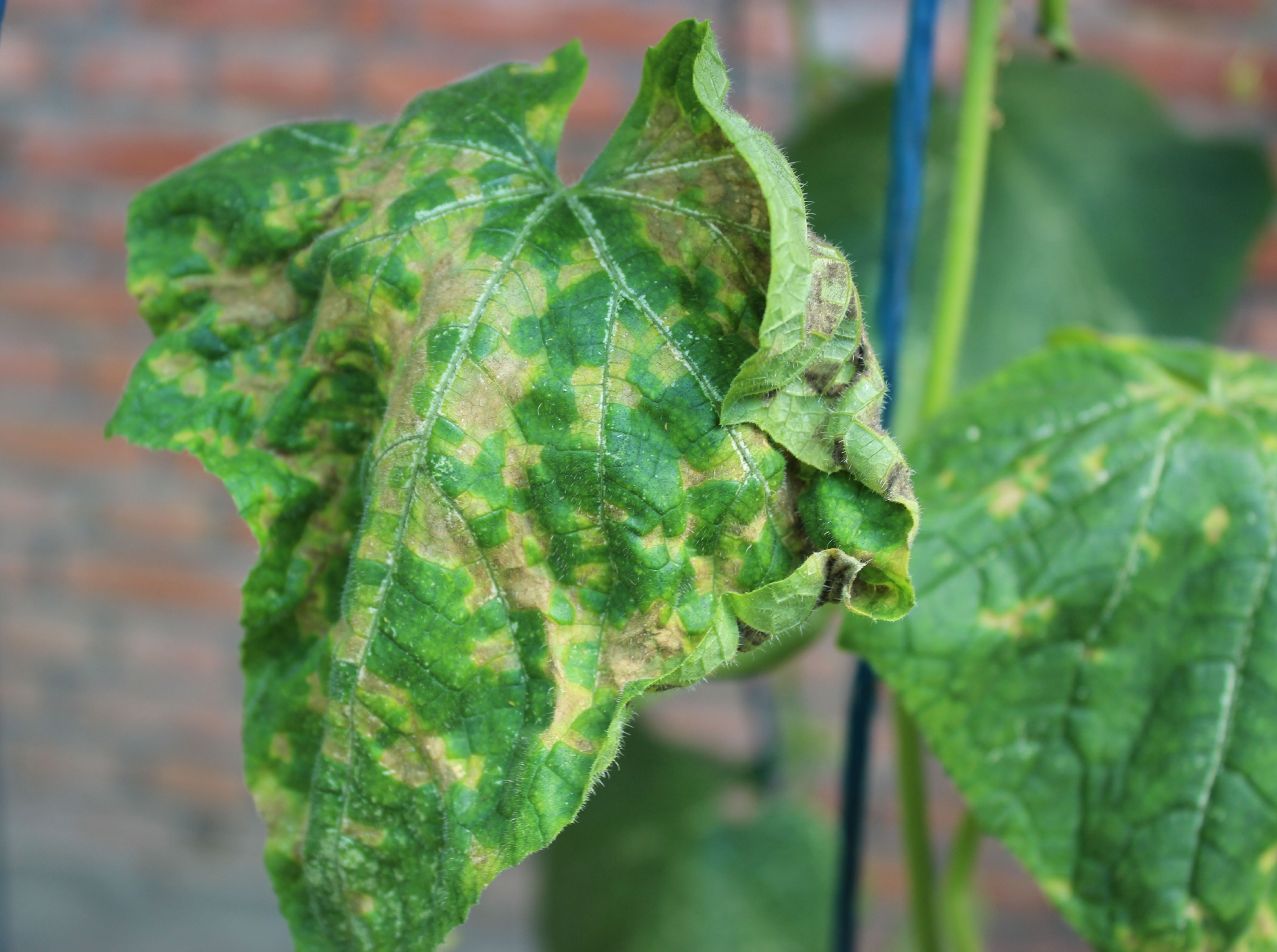 患有霜霉病的黄瓜植株.北京市植保站谢爱婷 供图