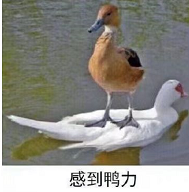 又惨又好笑！男子在南师大湖中游泳被黑天鹅制裁，惹谁也别惹鹅啊！休闲区蓝鸢梦想 - Www.slyday.coM