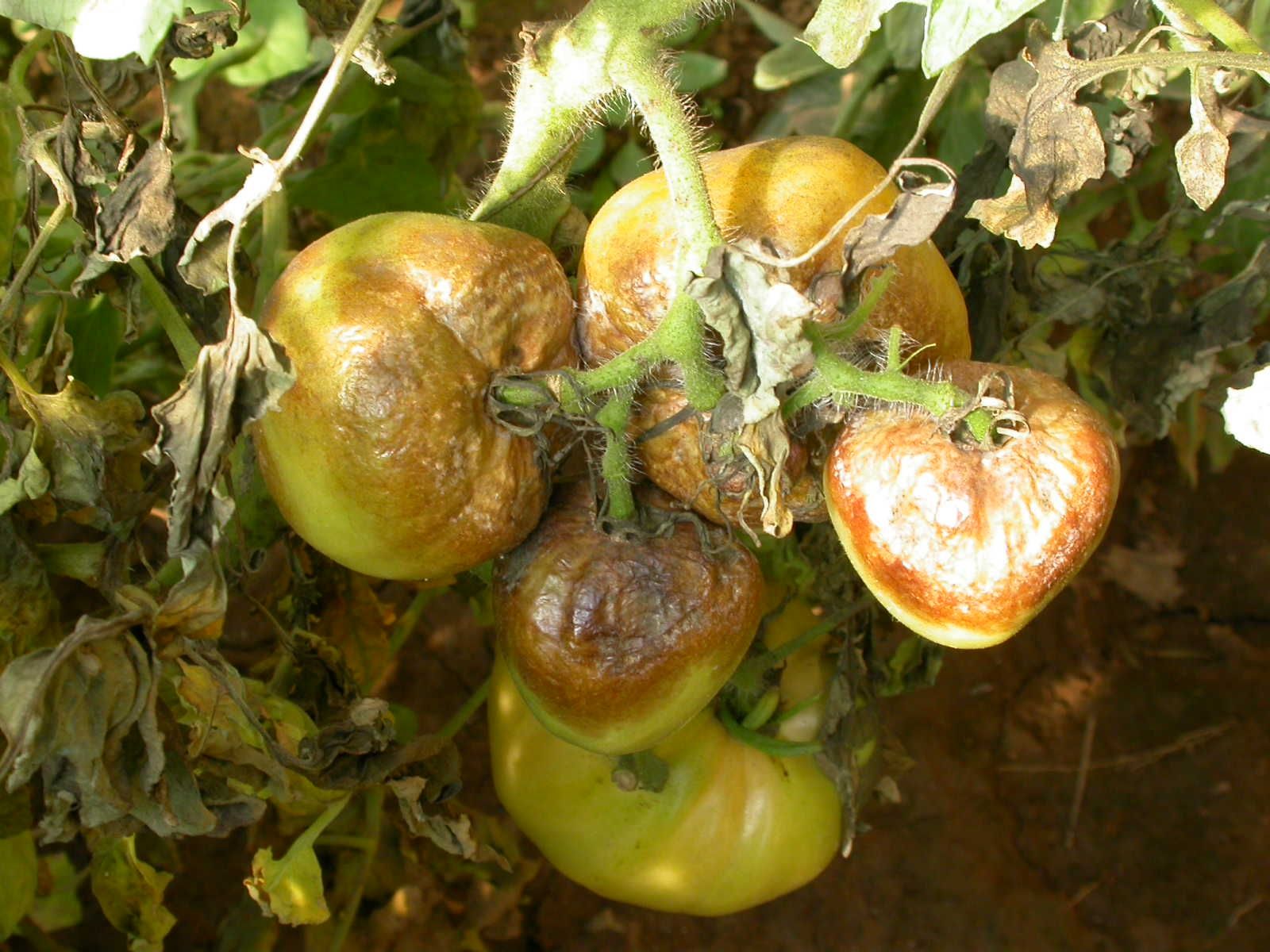 患有晚疫病的番茄植株.北京市植保站谢爱婷 供图