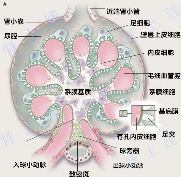 研究发现,在大多数膜性肾病患者体内能够检出抗肾小球足细胞上的磷脂