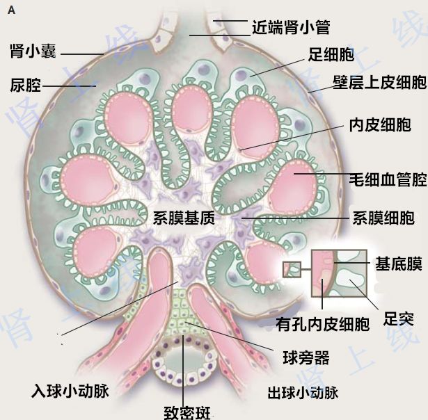 肾小球结构模式图片