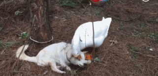 又惨又好笑！男子在南师大湖中游泳被黑天鹅制裁，惹谁也别惹鹅啊！休闲区蓝鸢梦想 - Www.slyday.coM