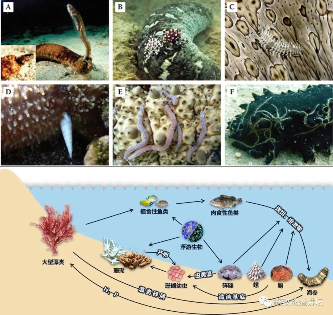 海参卵的发育过程图片